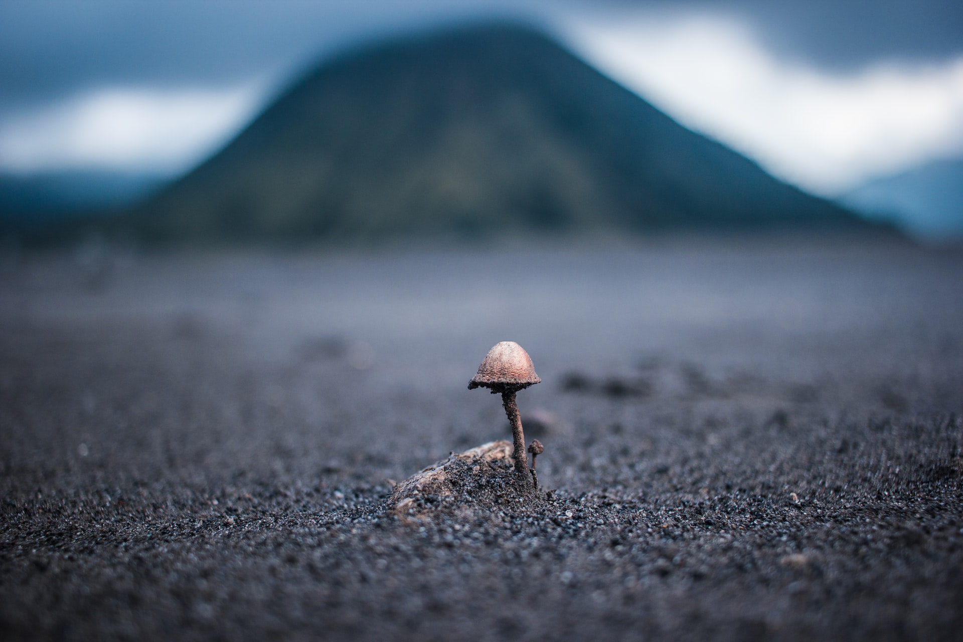 a single mushroom, single number